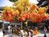 'Wish Tree' next to the entrance to the Yu Yuan Garden